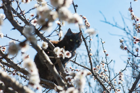 Cat on a tree branch in the garden. Apple tree with pink white flowers and cat.の写真素材