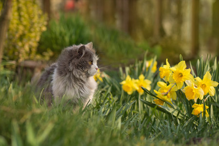 Spring tenderness of nature. Young cat on a beautiful spring day.の写真素材