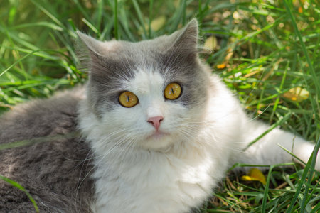 Beautiful gray young cat lying in the courtyard in the green grass. Cat walking in the green grass.の写真素材
