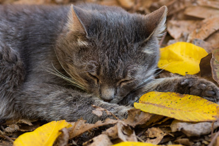 Outdoor wild kitten outdoor. Dirty street cat walk in the streets.の写真素材