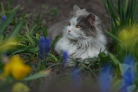 Cat sitting in flowers in the summer. Kitten sitting on the field with flowers.の写真素材