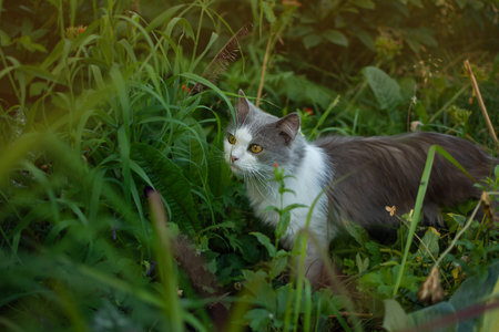 Cat to explore spaces outdoors.Cat walking freely outside on private territory in the villageの写真素材