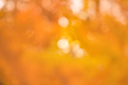 Bright yellow and red trees fall bokeh background. Autumn forest bokeh multicolored texture.の写真素材