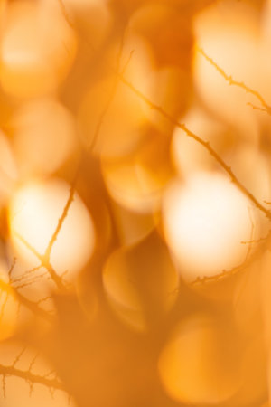 Blurry falling leaves bokeh background. Sunny abstract blurred bokeh backdropの写真素材