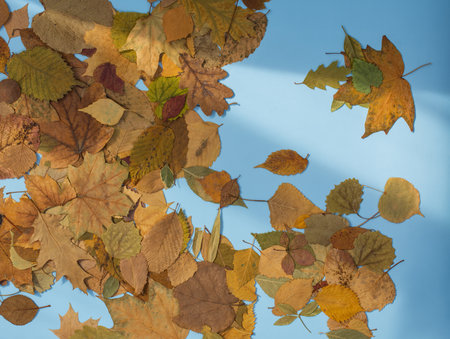 Creative photo of colorful leaves on calming pastel blue background. Autumn background with colorful leaves on blue table.の写真素材
