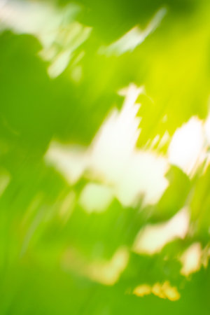 Idyllic abstract green bokeh background. Spring or summer abstract nature background.の写真素材