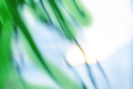 Blur beautiful nature palm leaf nature background.の写真素材