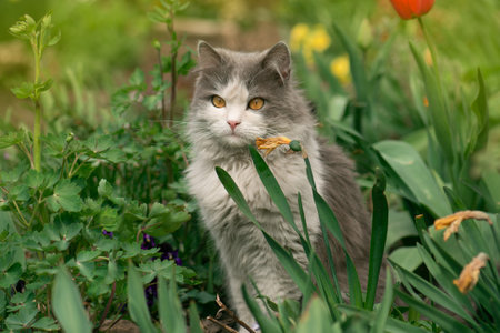 Cats going outside. Pet freedom and enjoying nature concept.の写真素材