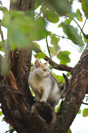 Smart skillful cat climbing a tree and comes down from the tree. Cat on the tree on a natural...