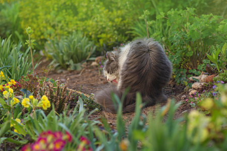 Beautiful curious cat eating cat grass. Long haired cat eating grass in garden on sunny day.の写真素材