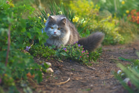 Living environment and needs for cats concept. Sunshine and fresh air in pet friendly garden.の写真素材