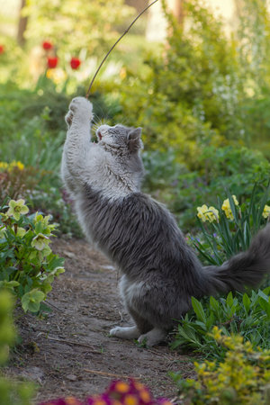 Woman and cute cat in the yard. Playing with the catの写真素材