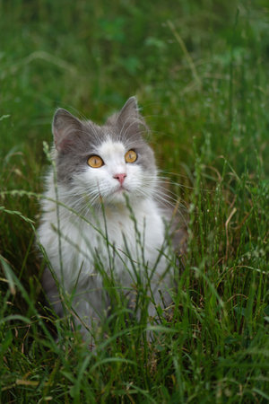 Beautiful cat sitting in a meadow. Cat laying and playing in the grass.の写真素材