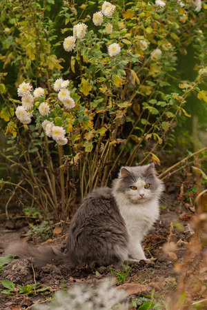 Adorable cat in the yellow leaves in the park. Furry cat lying on the leaves in autumn.の写真素材