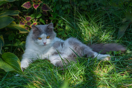 Let cat outside. Safely take cat outdoors.Free walking of cats on gardenの写真素材
