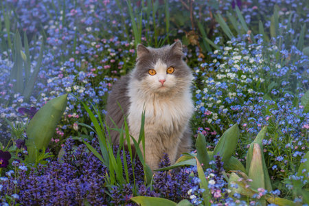 Forget-me-not flowers and cat in garden. Cat in a spring colorful garden near forget me nots flowers.の写真素材