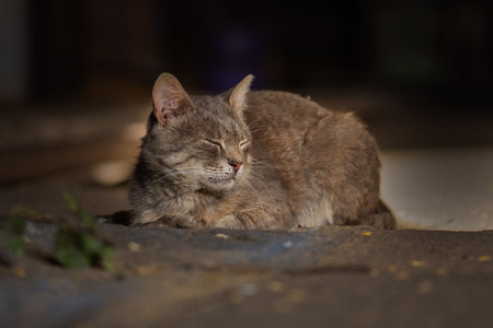 Stray cats want to find their owners. Homeless dirty painful cats need a new home.の写真素材