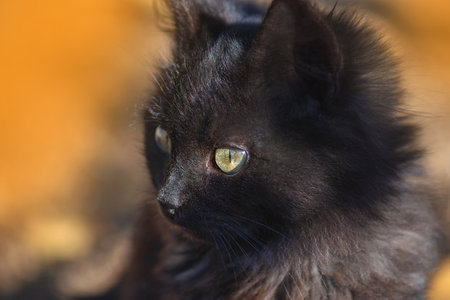Fluffy cat in autumn park watches the fall of leaves. Cat playing in autumn with foliage.の写真素材