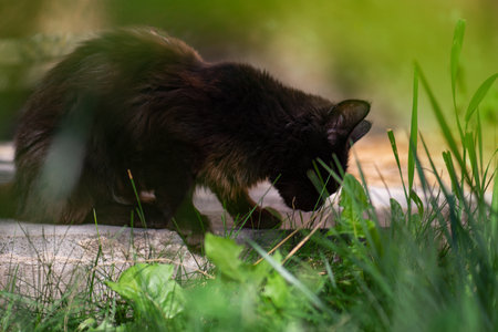 Beautiful cat on a field at sunset. House cat sitting outdoors on green grass in the garden.の写真素材