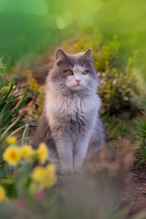 Safely take cat outdoors. Outdoor cats physical activity in the garden. Outdoor cats photo.の写真素材