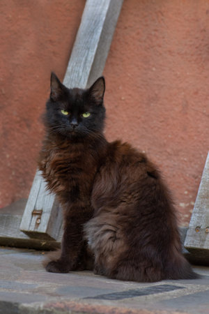 Village cat resting. Portrait of a cat on the farm.の写真素材