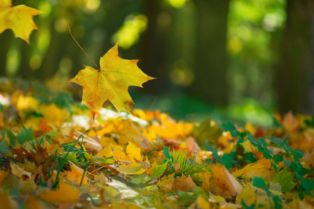 Bright colorful acer autumn leaves background. Multicolored maple leaves. Space for text background.