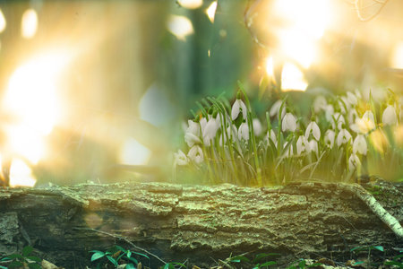 Snowdrops symbolizing the arrival of spring. Snowdrops the first spring flowers in the spring...