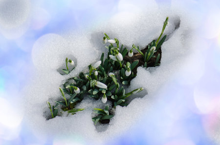 Close up of a field of snowdrops blooming in spring. Snowdrop white flowers blooming in snow...