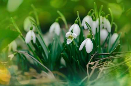 Snowdrops symbolizing the arrival of spring. Snowdrops the first spring flowers in the spring...