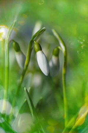 Early spring white snowdrops flowers grow in the garden under the snow on a spring sunny day.