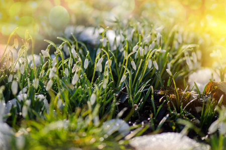 Winter flowers snowdrops blooming in snow. Spring background with Snowdrops Galanthus flowers.