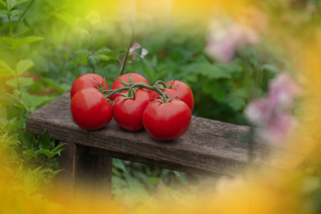 Round red tomatoes. Tomatoes on wooden background. Tomatoes on a wooden surface.の写真素材