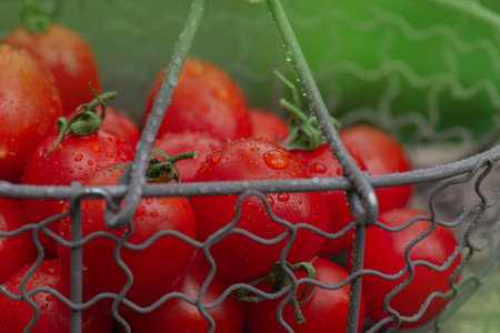 Red tomatoes in metal mesh basket outdoors. Tomatoes cherry variety shape. Wicker metal mesh basket with cherry tomatoesの写真素材
