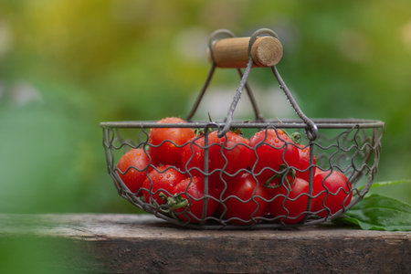 Cherry tomatoes tomatoes in metal mesh basket. Different tomatoes in baskets near the greenhouse.の写真素材