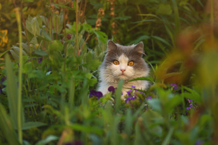 Cat portrait close up in the autumn forest. Cat sitting in the field on autumn day and watches the...