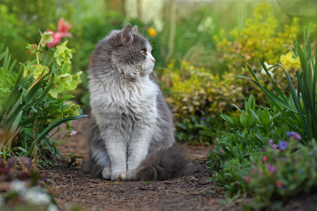 Cheerful cat sits on a background of multicolored flowers. Happy young cat outdoor between flowers.の写真素材