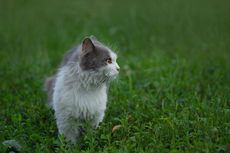 Outdoor portrait of beautiful gray young cat. Gray cat resting outdoors in summer.の写真素材