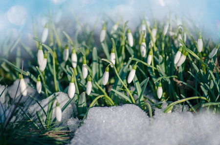 Wild spring snowdrops bloom. Spring background with Snowdrops Galanthus flowers.の写真素材