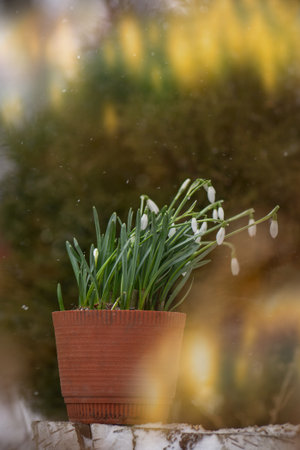 Snowdrops symbolizing the arrival of spring. Snowdrops the first spring flowers in the spring forest.の写真素材