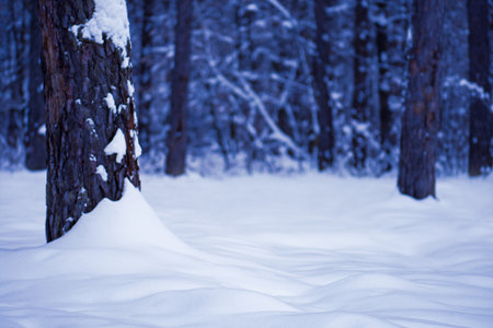 Background of fresh snow texture in blue tone. Snowfall texture background.の写真素材