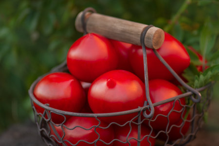 Pepper shaped tomatoes in metal mesh basket. Different tomatoes in baskets near the greenhouse.
