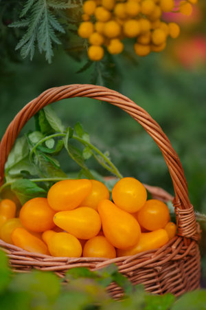 Basket of freshly picked tomatoes yellow pear. Tomatoes yellow pear in a basket utdoors.の写真素材