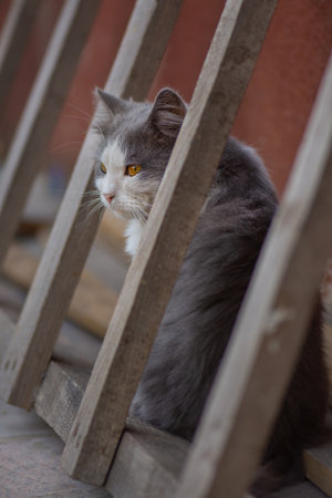 Cat and countryside. Cute cat plays in the yard.の写真素材