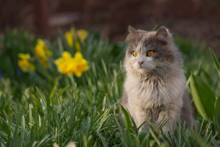 Close up view of cat with beautiful eyes. Lovely fluffy cat close up on the background of nature.