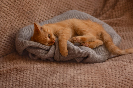 Small ginger kitten rests on soft knitted fabric in warm indoor light. Gentle texture surrounds relaxed paws and calm expression.の写真素材