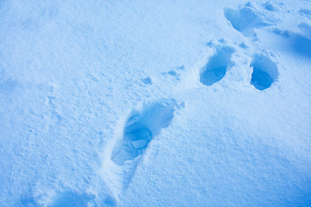 Winter background with snow drifts. Winter background with snow drifts. Background of fresh snow.の写真素材