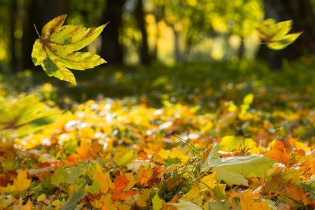Colorful background of fallen autumn leaves. Falling autumn leaves lie on the ground.の写真素材
