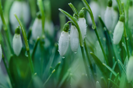 Spring forest with white snowdrops. Snowdrop flowers in the snow spring nature background.の写真素材