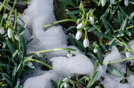 Snowdrop flowers in the snow spring nature background. First flowers symbol of spring.の写真素材