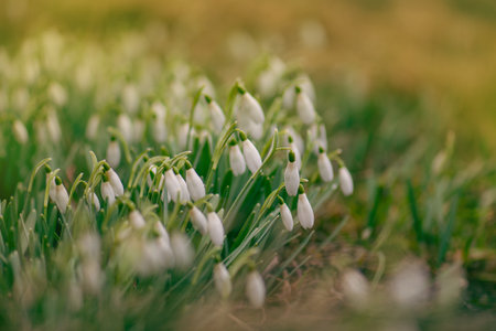 Spring flowering white snowdrop flowers in sunshine in spring forest. Early spring snowdrops flower.の写真素材